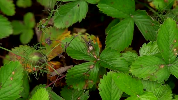 Spider Seduto Foglio Attesa Della Sua Vittima — Video Stock