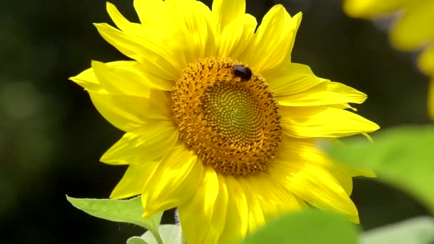 Zonnebloem Bloem Groene Stengel Forest Gebied Van Zonnebloemen Zonnebloem Bloeiende — Stockvideo