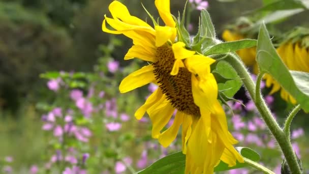 Zonnebloem Bloem Groene Stengel Forest Gebied Van Zonnebloemen Zonnebloem Bloeiende — Stockvideo