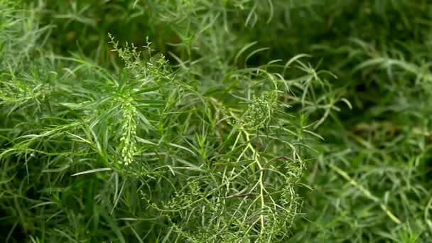 Grüne Pflanze Estragon Küche Und Medikamentöse Kräuter Einer Mischung — Stockvideo