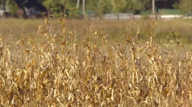 Mısır sonbaharda kadar yakın mısır saplarını rüzgarda çırpınan çürüyen bir alan bırakır.
