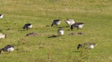 Kanada kazlar yeşil çayır üzerinde otlatma. Buffalo, Amerika Birleşik Devletleri içinde parklarından birinde