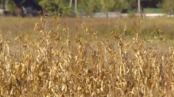 秋天的玉米叶在风中飘扬的一片腐烂的玉米秸秆的田野附近 — 图库视频影像