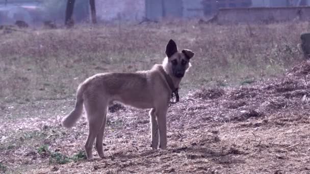 Cane Una Catena Cane Vicino Alla Cabina Cane Nel Cortile — Video Stock