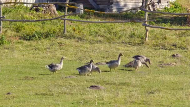 カナダのガチョウは緑の牧草地に放牧します アメリカ合衆国 バッファローの公園の一つで — ストック動画