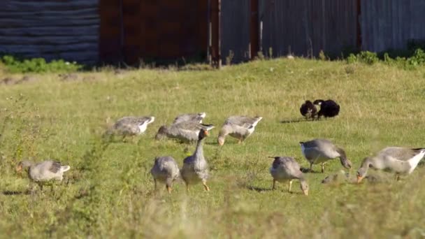 Gansos Canadá Pastando Prado Verde Uno Los Parques Buffalo Estados — Vídeo de stock