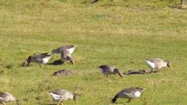 Kanada kazlar yeşil çayır üzerinde otlatma. Buffalo, Amerika Birleşik Devletleri içinde parklarından birinde