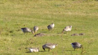 Kanada kazlar yeşil çayır üzerinde otlatma. Buffalo, Amerika Birleşik Devletleri içinde parklarından birinde