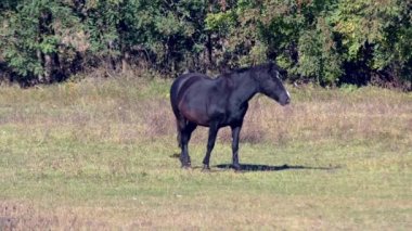 Güneşli günde forest yakınındaki yeşil çayır üzerinde otlatma at 