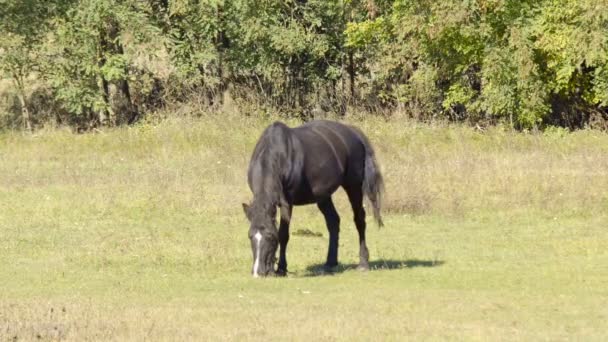 Caballo Pastando Prado Verde Cerca Del Bosque Día Soleado — Vídeo de stock