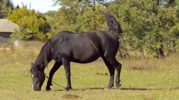 Cavalo Pastando Prado Verde Perto Floresta Dia Ensolarado — Vídeo de Stock