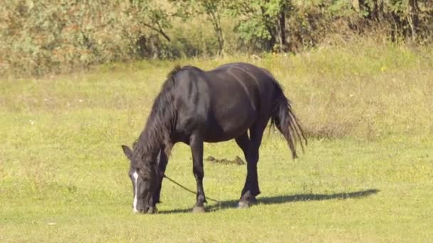 Horse Grazing Green Meadow Forest Sunny Day — Stock Video