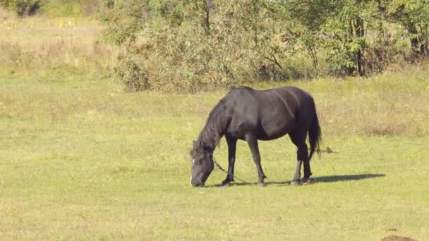 Pâturage Cheval Sur Prairie Verte Près Forêt Par Une Journée — Video