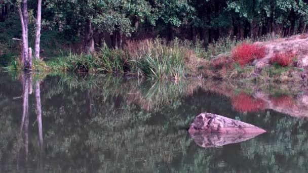 Autumn Nature Landscape Pov Walking Out Forest Lake Shore Steadicam — Stock Video