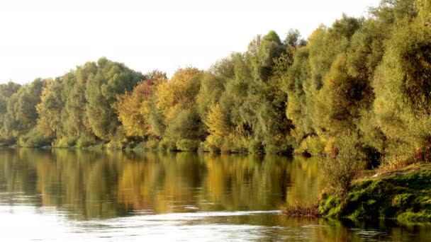 森の湖の岸に出て 秋の自然風景 — ストック動画
