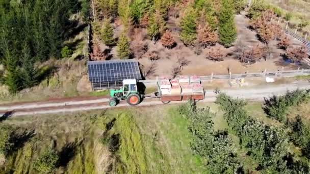 Colheita Maçã Fresca Colhida Fazenda Pequenas Carregadeiras Empilhadeiras Máquinas Carga — Vídeo de Stock