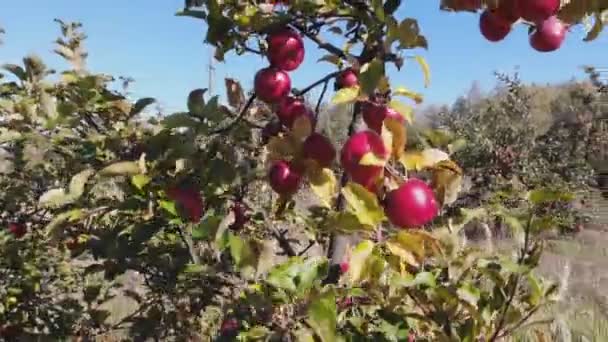 Rote Und Grüne Äpfel Fallen Auf Das Gras Super Zeitlupe — Stockvideo