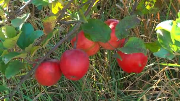 Червоні Зелені Яблука Падають Траву Супер Повільний Постріл — стокове відео