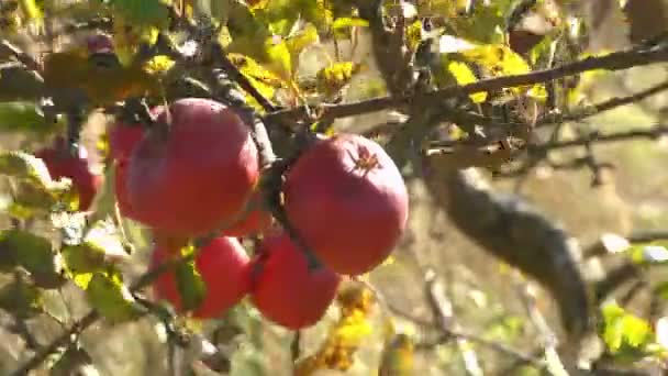 Κόκκινα Και Πράσινα Μήλα Που Πέφτουν Πάνω Στο Γρασίδι Σούπερ — Αρχείο Βίντεο