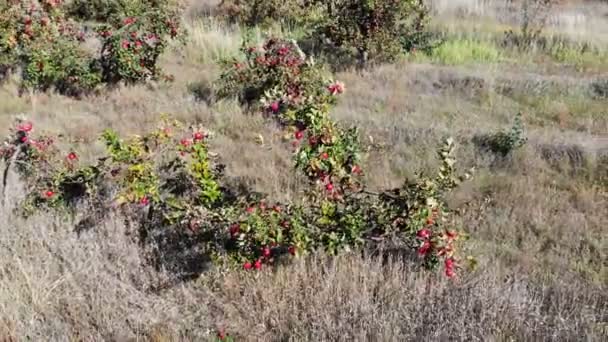 Autunno paesaggio fotografia aerea — Video Stock