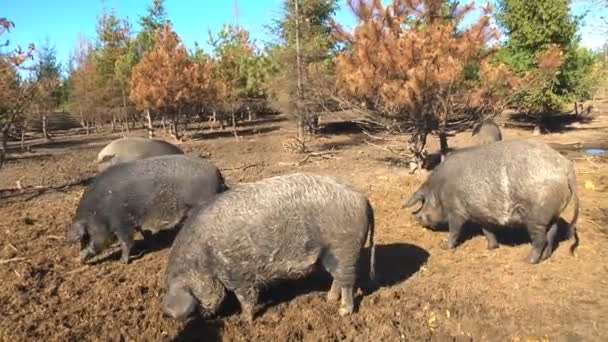 Cerdos negros en una granja — Vídeo de stock