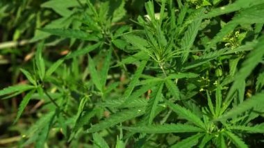 Yeşil kenevir bush