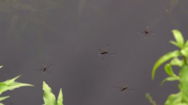 Su üzerinde böcek kayıkçı