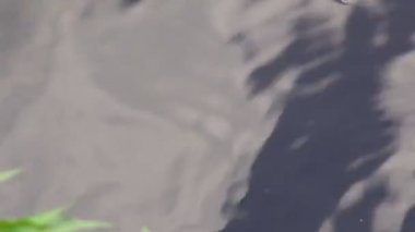 Su üzerinde böcek kayıkçı