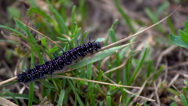 Insecte chenille noire — Video