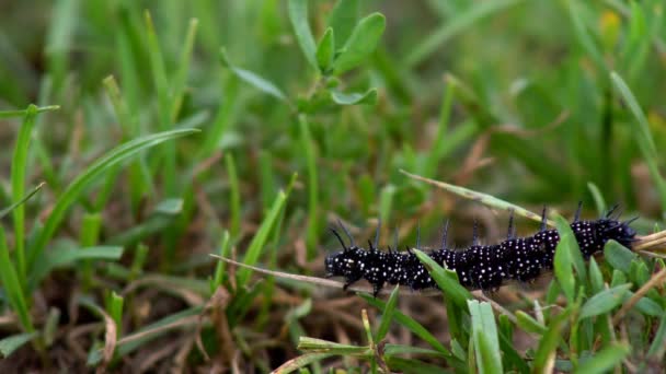 Svart caterpillar insekt — Stockvideo