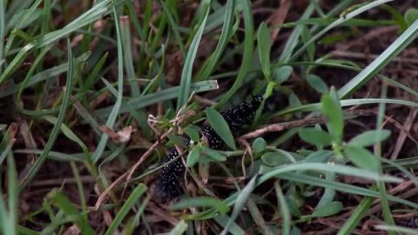 Чёрная гусеница — стоковое видео