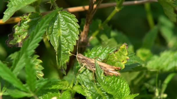 Gräshoppa som sitter på en grön — Stockvideo