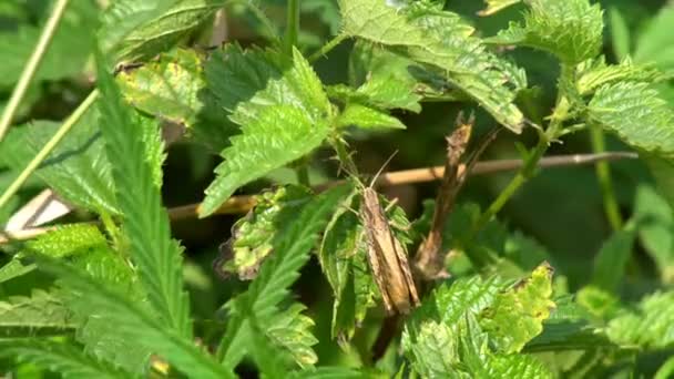 Sauterelle assise sur un vert — Video