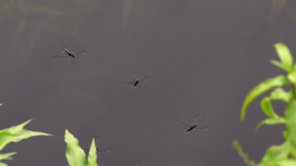 Insect waterman op het water — Stockvideo