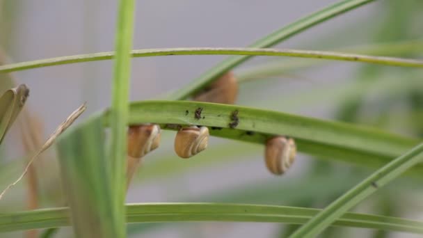 Yeşil sap üzerinde oturan salyangoz — Stok video