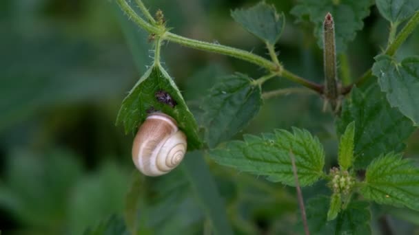 Caracol Sentado Los Tallos Verdes Plantas Silvestres Prado Verano — Vídeos de Stock