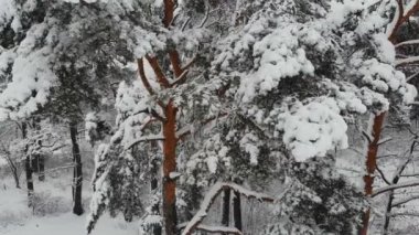 Karla kaplı kış orman üzerinde hava fotoğrafçılığı uçuş. Kış manzarası kar büyük miktarda ağaçlarının dalları üzerinde.