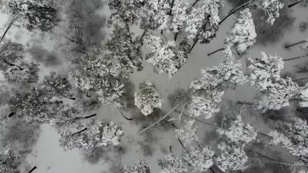 Luftaufnahme Flug Über Den Verschneiten Winterwald Winterlandschaft Viel Schnee Auf — Stockvideo