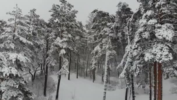 空中摄影飞行在被雪覆盖的冬天森林 冬天的风景 树枝上有大量的雪 — 图库视频影像
