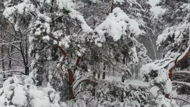 Flygfotografering Flygning Över Snötäckta Vintern Skogen Vinterlandskap Stor Mängd Snö — Stockvideo