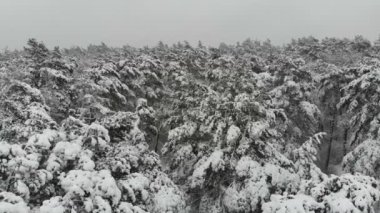Karla kaplı kış orman üzerinde hava fotoğrafçılığı uçuş. Kış manzarası kar büyük miktarda ağaçlarının dalları üzerinde.
