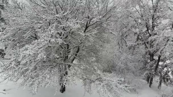 Flygfotografering Flygning Över Snötäckta Vintern Skogen Vinterlandskap Stor Mängd Snö — Stockvideo