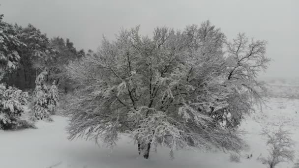 雪に覆われた冬の森で空撮飛行 木の枝に雪の大量の冬の景色 — ストック動画