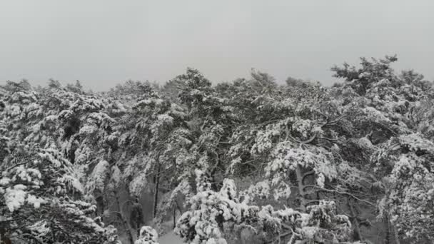 Vuelo Fotografía Aérea Sobre Bosque Invernal Cubierto Nieve Paisaje Invernal — Vídeos de Stock