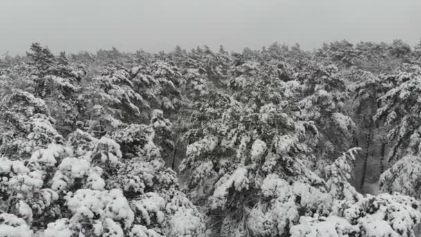 雪に覆われた冬の森で空撮飛行 木の枝に雪の大量の冬の景色 — ストック動画