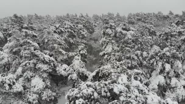 Vol de photographie aérienne au-dessus de la forêt hivernale enneigée. Paysage hivernal une grande quantité de neige sur les branches des arbres .