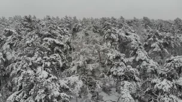 Vol de photographie aérienne au-dessus de la forêt hivernale enneigée. Paysage hivernal une grande quantité de neige sur les branches des arbres .