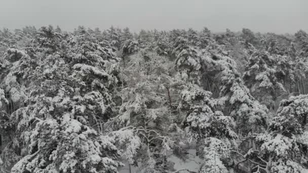 Luchtfotografie Vlucht Winter Sneeuw Bedekte Bos Winterlandschap Een Grote Hoeveelheid — Stockvideo