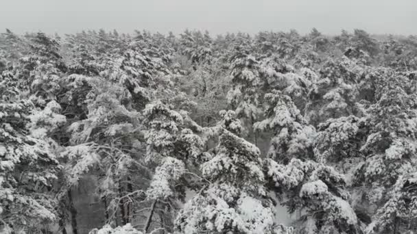 Luftaufnahme Flug Über Den Verschneiten Winterwald Winterlandschaft Viel Schnee Auf — Stockvideo