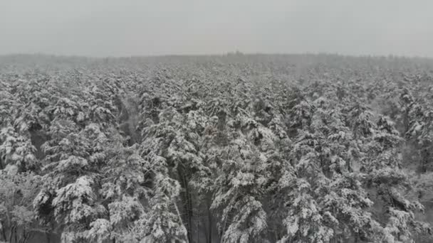 Volo Fotografico Aereo Sopra Foresta Invernale Innevata Paesaggio Invernale Una — Video Stock